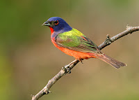 Songbirds Of North America