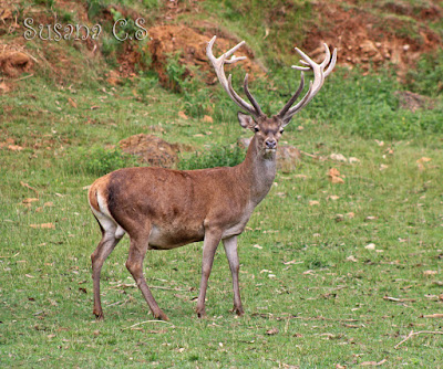 Ciervo - Parque de la Naturaleza de Cabárceno - Cantabria