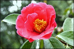 Buçaco - jardim do palácio - camelia roa - flor 1