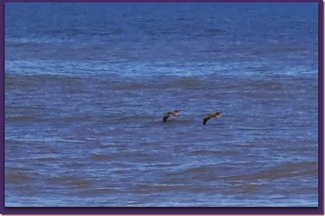 pelicansIMG_9122
