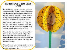 life cycle of a sunflower craft