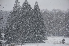 White Christmas (trees) 