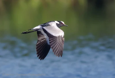 Blacksmith plover in Flight : Diep River / Woodbridge Island