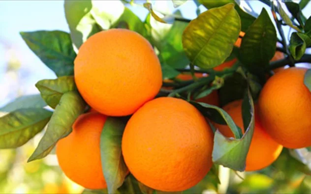 Εκτιμήσεις για πολύ καλή χρονιά στην Αργολίδα για τα πορτοκάλια