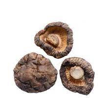 Dried Mushroom Supplier In Sinnar