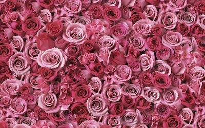 Hundreds Of Pink Roses HD Wallpaper