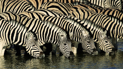 Zebra Wallpapers