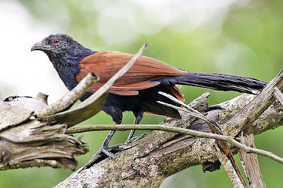 burung bobot