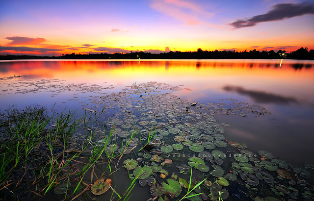 Image-Lotus-and-Sunset