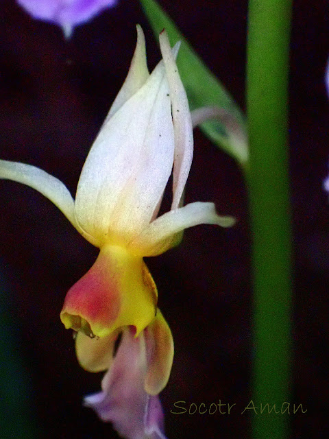 Calanthe puberula