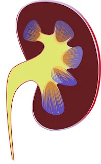 Left kidney sketch