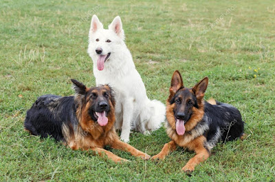 dog obedience classes baltimore