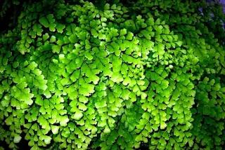 Avenca Como adubar e cuidar da planta