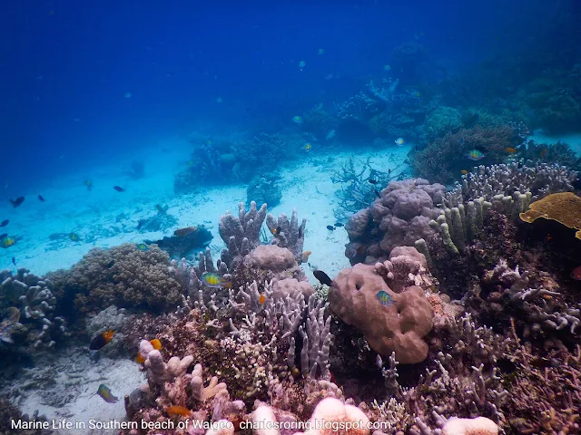 Marine life at drop off reef of Waigeo island