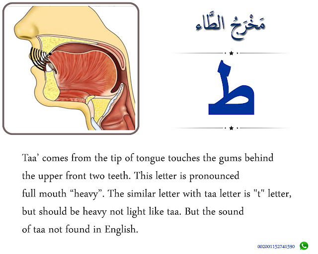 The Articulation Point of Taa ط