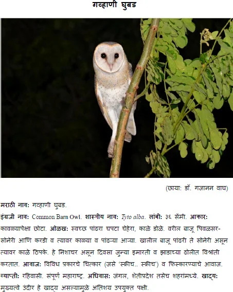 Barn owl gavhani ghubad bird information in marathi