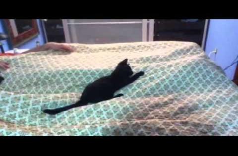 youtube funny cat videos |Daily Pictures
