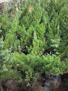 Cemara Sinensis/Juniperus Sinensis