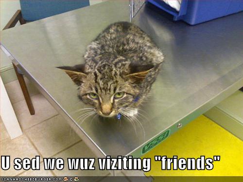 funny-pictures-you-tricked-cat-into-going-to-the-vet.jpg