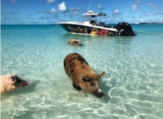 swim with the pigs Nassau Bahamas - piecesof8charters