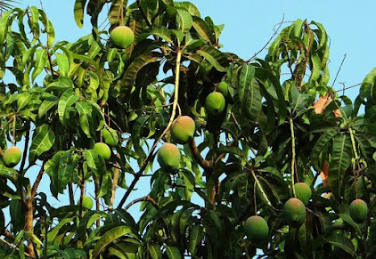 Manfaat Pohon Mangga  yang Luar Biasa untuk Kehidupan 