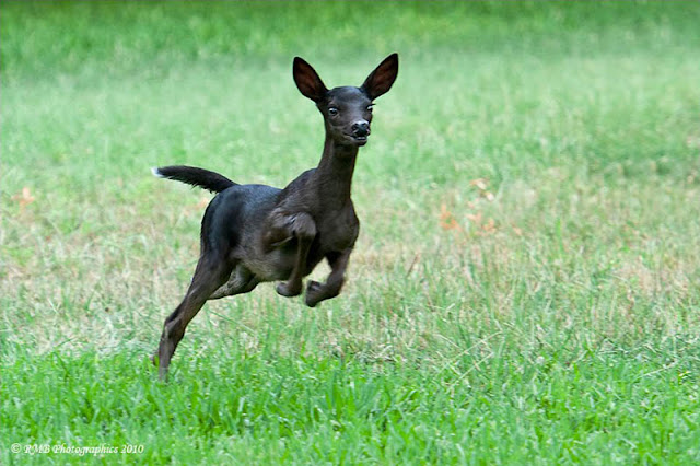 15 amazing melanistic animals, black animals, melanistic animals, melanism, 