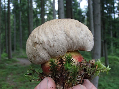 borowik żółtopory Boletus calopus