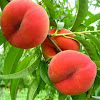 Benefits of Peach Fruit for health That Required You Know