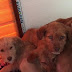 DONMAK ÜZERE OLAN YAVRU KÖPEKLER KURTARILDI