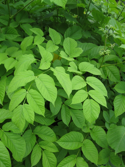 Аралия сердцевидная (Aralia cordata)