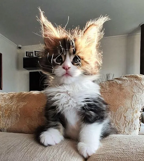 Young Maine Coon looks like he's been plugged into the electricity supply