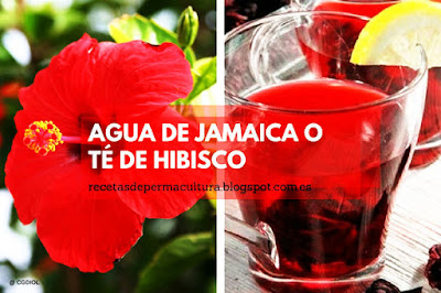 Infusión hecha con Flores de Hibisco