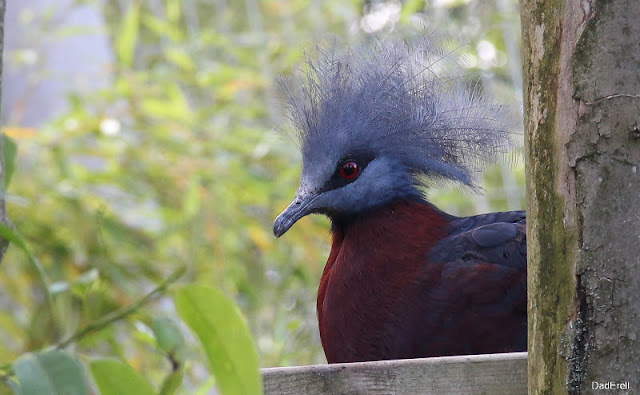 Goura de Scheepmaker, Parc des oiseaux de Villars-les-Dombes