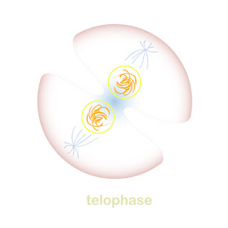 telophase