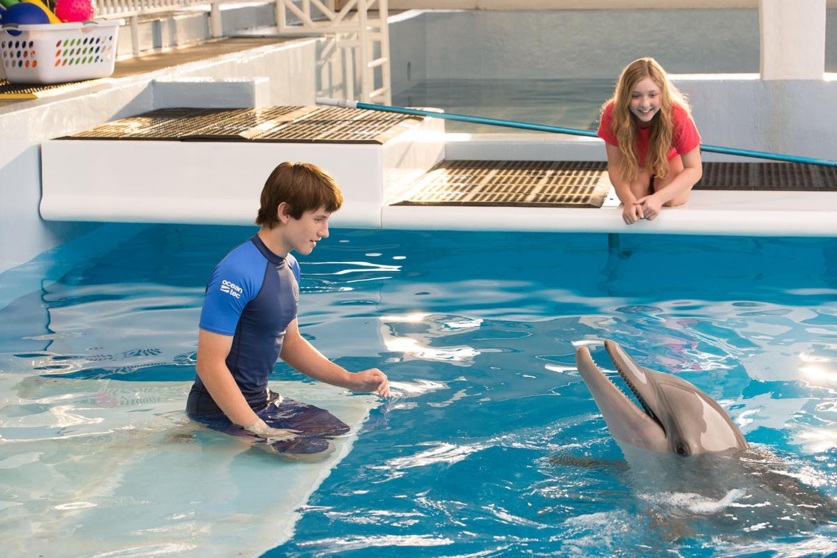 イルカと少年 のイルカのハンターに会える場所 フロリダ