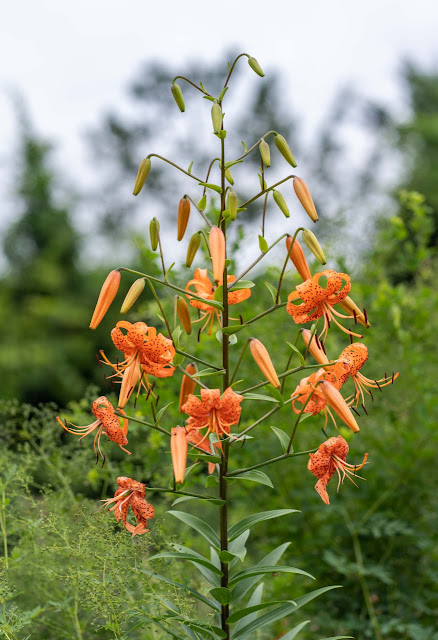 Лилия ланцетолистная / Лилия тигровая (Lilium lancifolium, =Lilium tigrinum)