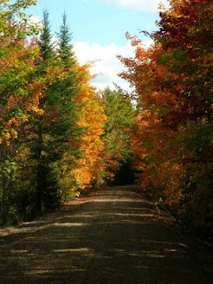 fall foliage