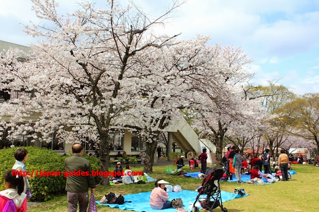 Sakura Osaka Expo70 Park hanami