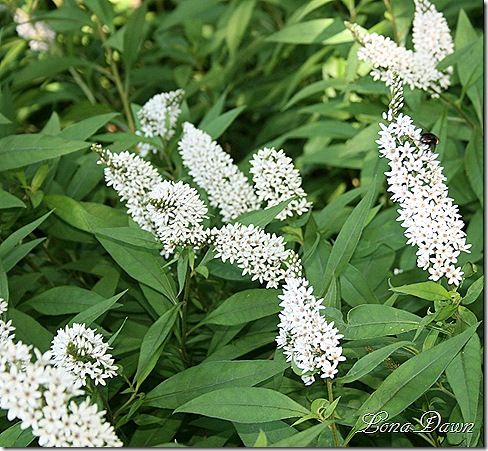 HH_GooseneckLoosestrife2010