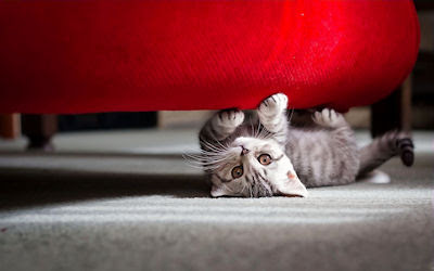 Gatito jugando bajo el sofá - Little kitten playing at bedroom