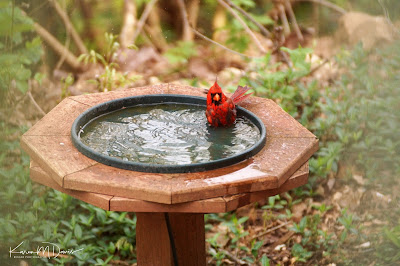 male cardinal in bird bath