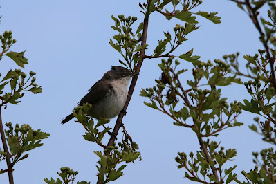 Toarnhipperke - Braamsluiper - Curruca curruca