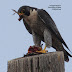 Peregrine Falcon enjoying...whose foot is that??