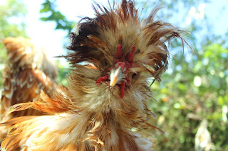 Beautiful Polish chamois crested rooster