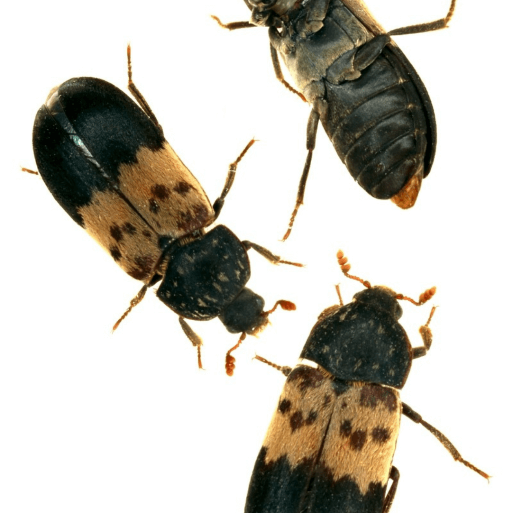 Dermestid beetles