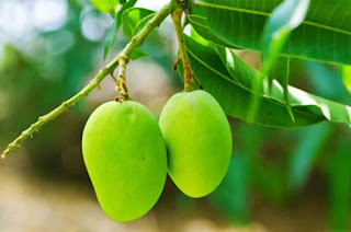 Benefits of Mango Leaves