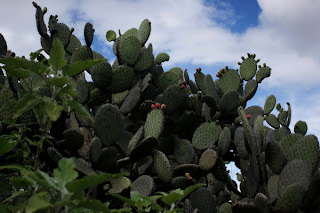 dfhoto fotos de Yagul en Oaxaka México Viajes y Turismo Cactus y paletonas publica tus fotos en el blog