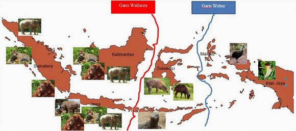 Peta Persebaran Fauna  di Indonesia Lengkap