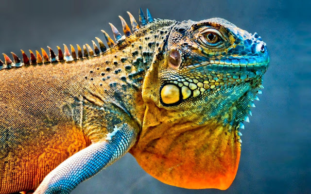 Iguana Animal Wallpaper