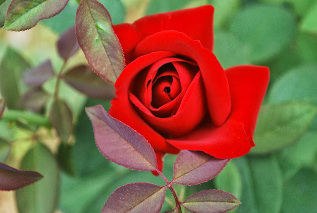 Beautiful Red Rose Wallpapers Free Download